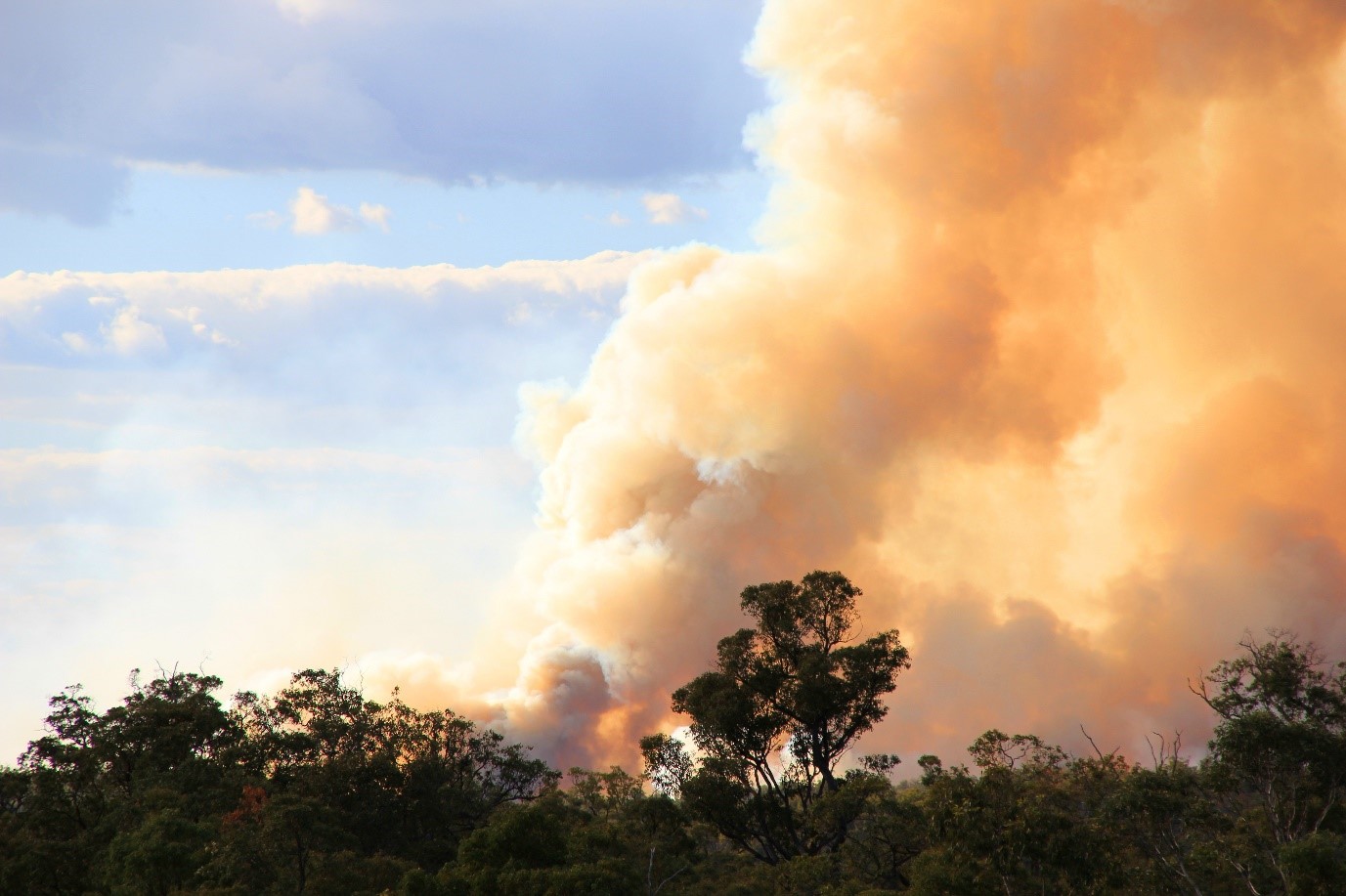 Bush fires blog.jpg